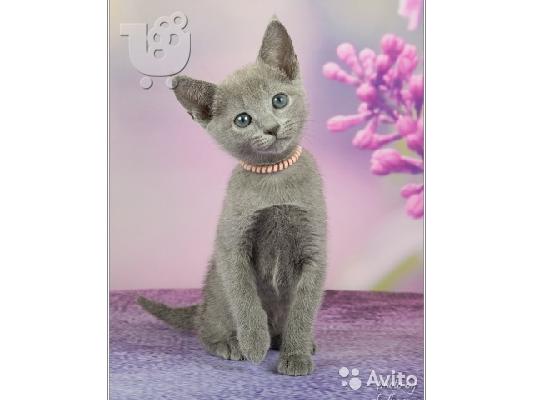 PoulaTo: Russian blue kitten for sale 90Euro
